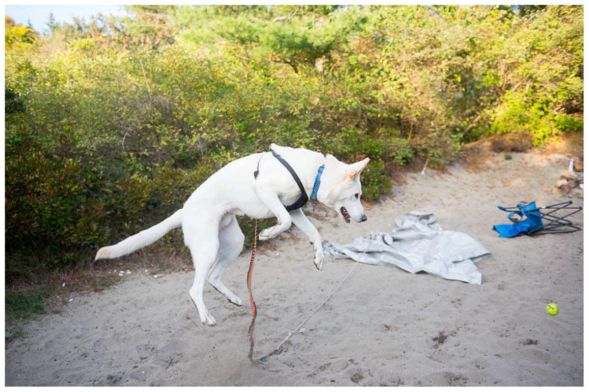 dog at campsite at hermit island