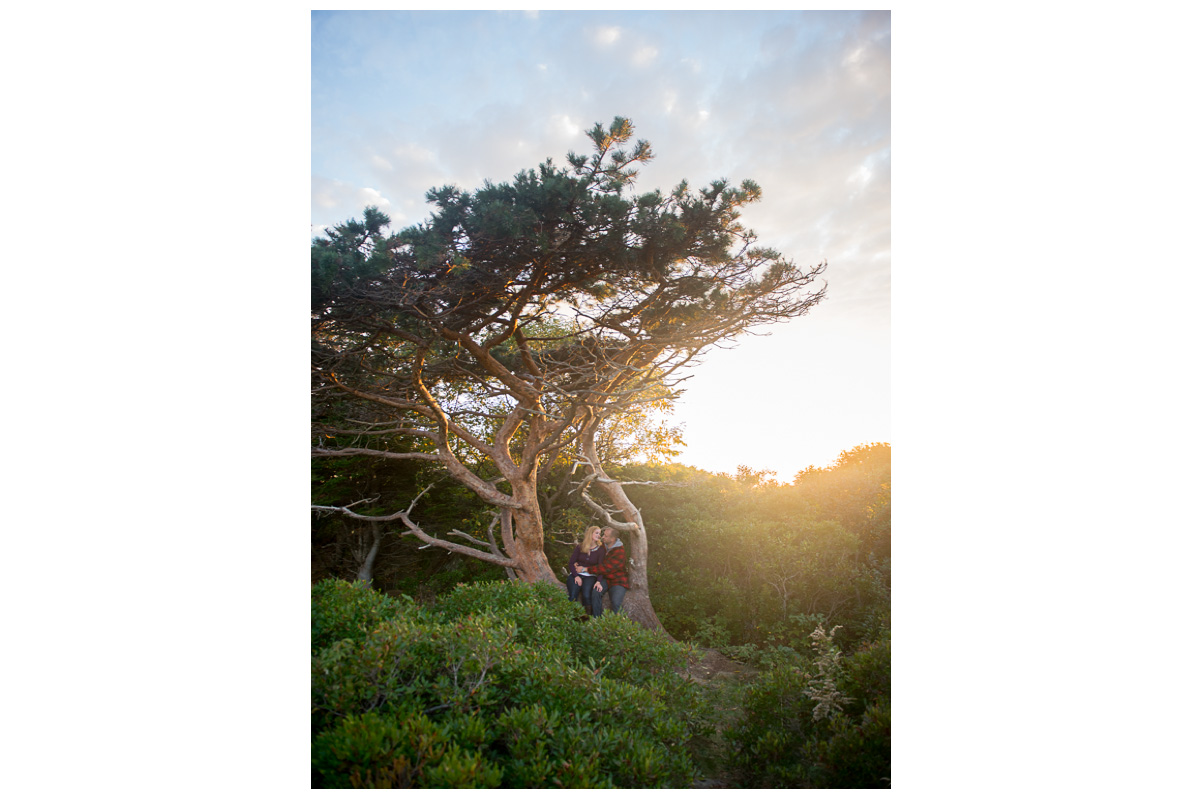 engaged couple kissing in tree at sunset