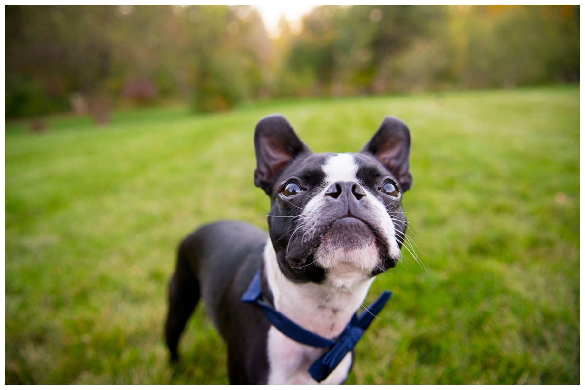 boston terrier with bow tie