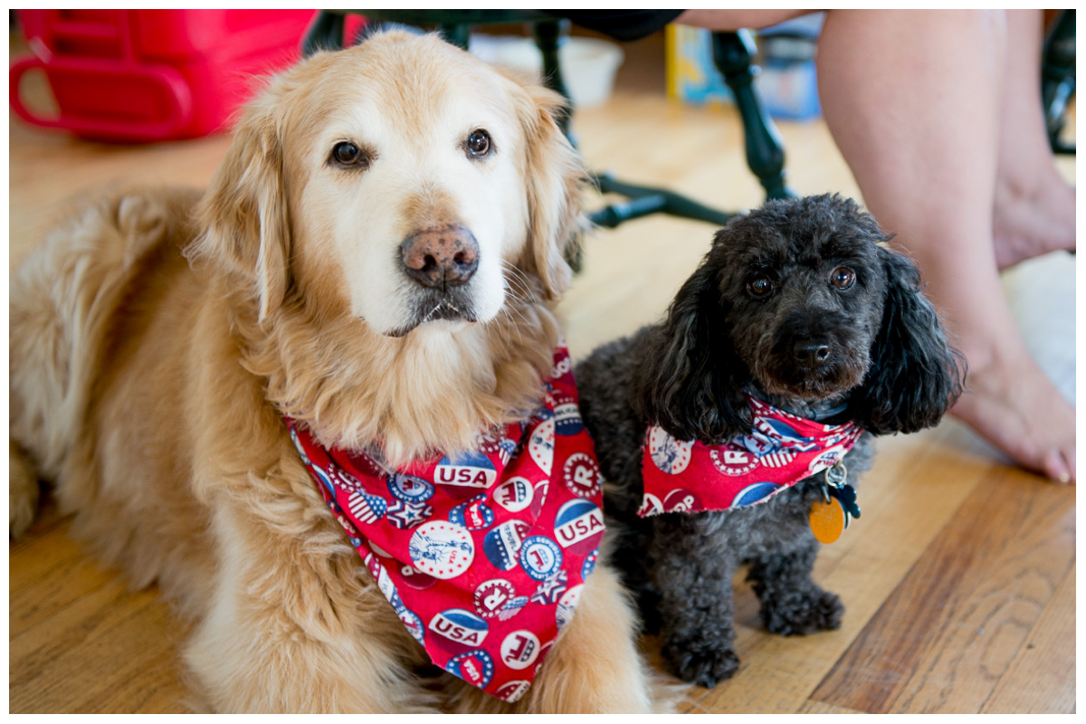 dogs with bandanas on wedding day